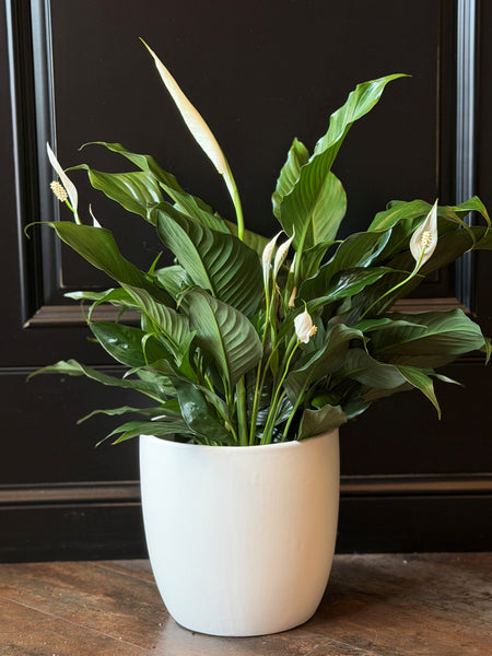 Peace Lily