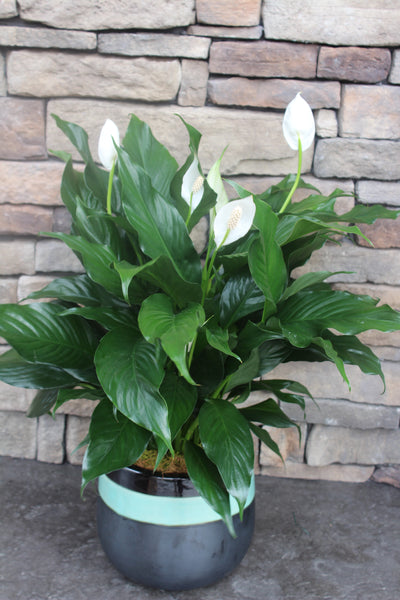 Peace Lily